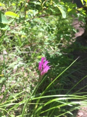 Allium brevistylum