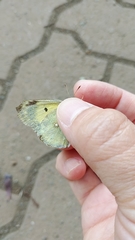 Colias poliographus