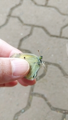 Colias poliographus