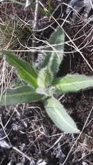 Hieracium virosum