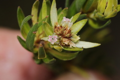 Euchaetis longibracteata