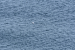 Delphinoidea