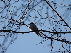 Ficedula hypoleuca