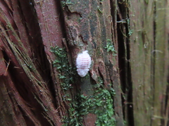 Coelostomidia zealandica