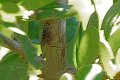 Bathysmatophorinae