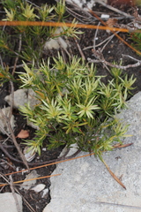 Euchaetis longibracteata