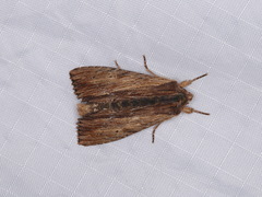 Apamea cuculliformis