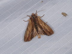 Apamea cuculliformis