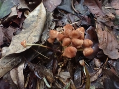 Marasmius cohaerens lachnophyllus