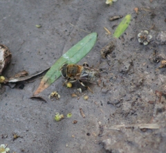 Palpada mexicana