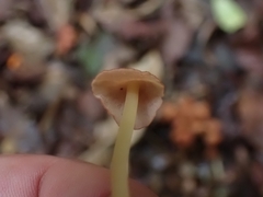Marasmius cohaerens lachnophyllus