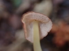 Marasmius cohaerens lachnophyllus
