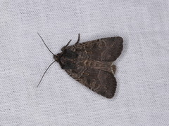 Parabagrotis insularis