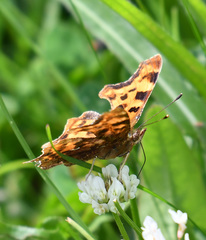 Polygonia c-album