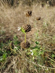 Leucas sexdentata