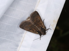 Parabagrotis insularis