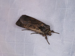 Parabagrotis insularis