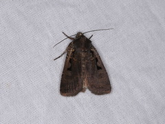 Parabagrotis insularis