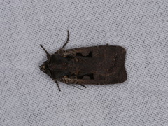 Parabagrotis insularis