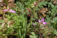 Cryptocephalus sanguinicollis
