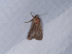 Parabagrotis insularis