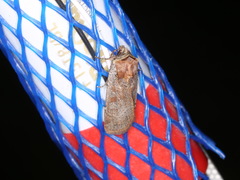 Parabagrotis insularis