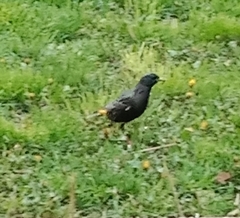 Sturnus vulgaris