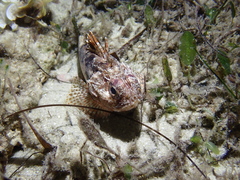 Maxillicosta scabriceps