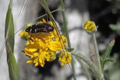 Acmaeodera hepburnii