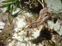 Bursatella hirsuta