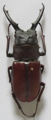 Prosopocoilus myrmecoleon