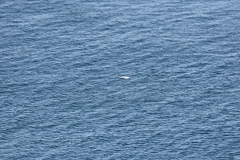 Delphinoidea