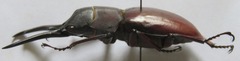 Prosopocoilus myrmecoleon