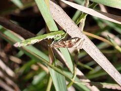 Hellula hydralis