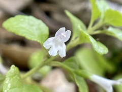 Clinopodium douglasii