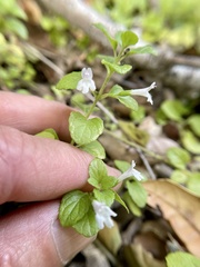 Clinopodium douglasii