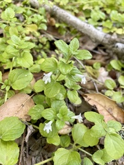 Clinopodium douglasii