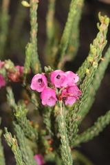 Erica axilliflora
