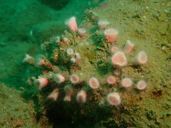 Cladopsammia eguchii