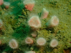 Cladopsammia eguchii