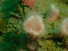 Cladopsammia eguchii