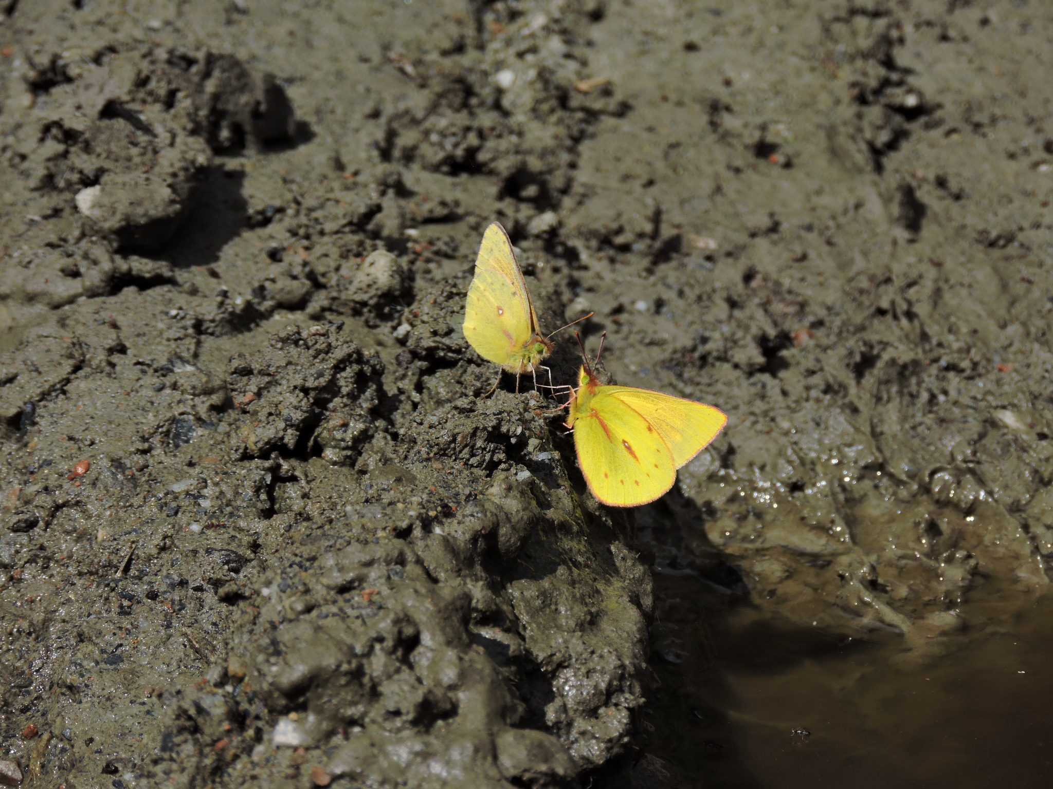 Colias dimera image