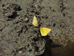 Colias dimera