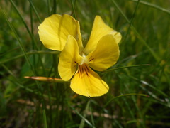 Viola ferrarinii