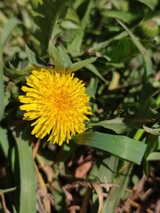 Taraxacum officinale
