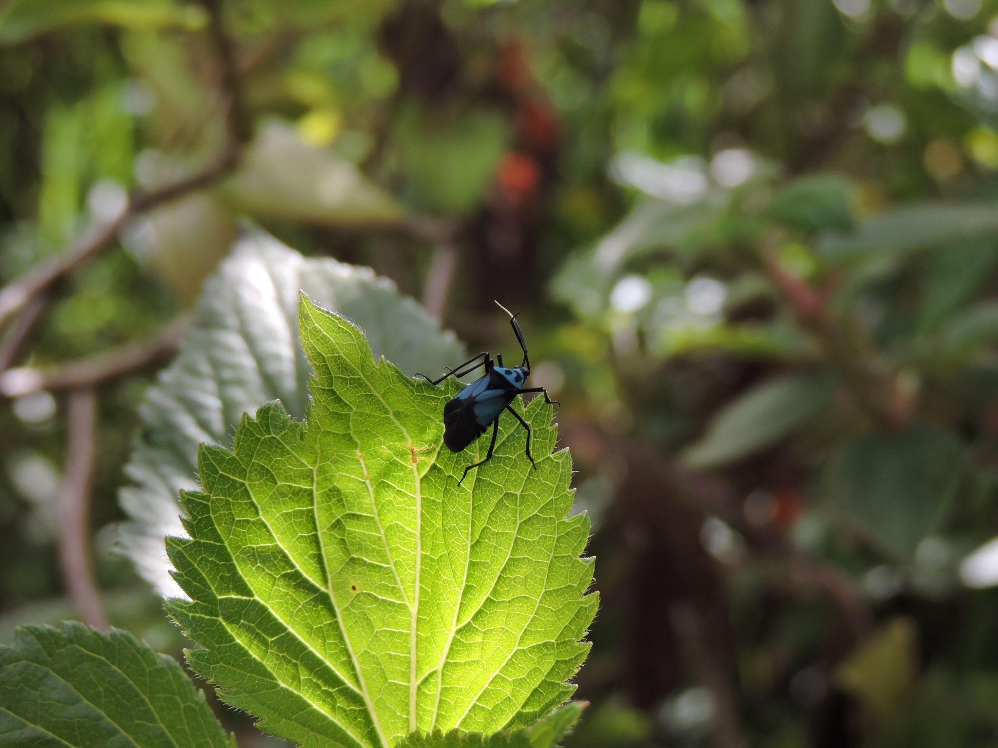 Miridae image