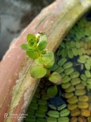 Lindernia rotundifolia