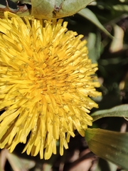 Taraxacum officinale