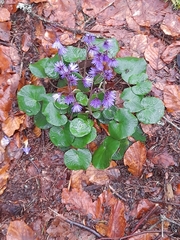 Soldanella montana