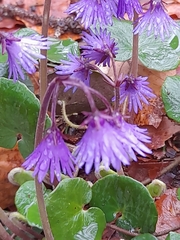 Soldanella montana